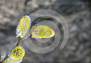 Willow bloom in early spring