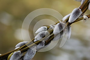 Willow bloom, furry fur seals on a tree spring flowering nature