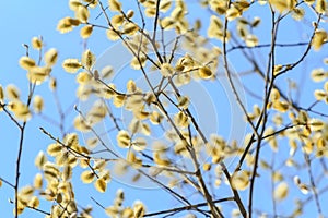 Willow in bloom