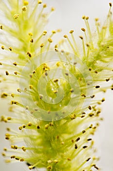 Willow bloom