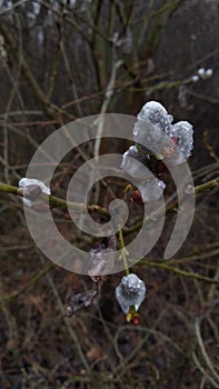 Willow bloom with rain drops