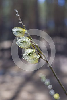 Willow blossomed on the branches of willow trees the buds swelled.