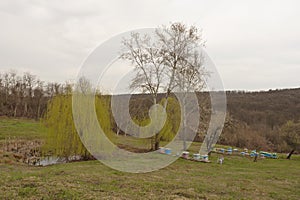 A willow blossomed in the spring on a meadow next to a pond and beehives