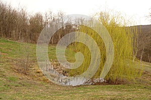 A willow blossomed in the spring on a meadow by the pond