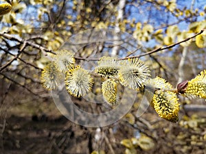 Willow blossoms beautifully with yellow fuzzies