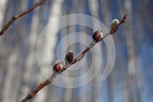 Willow blossoms in the forest tree Bud on a branch with the rudiment of young leaves in the spring on the Orthodox holiday Easter