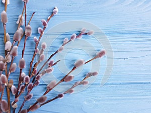 Willow on a blue wooden background rustic design celebration springtime