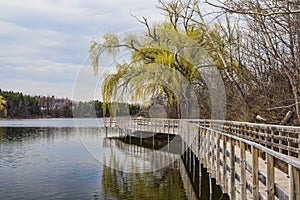 Willow by the Boardwalk