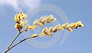 willow branch against blue sky