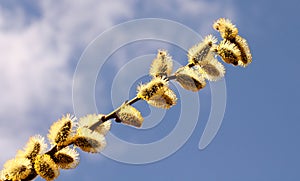 willow branch against blue sky