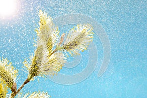 Willow branch against the blue sky