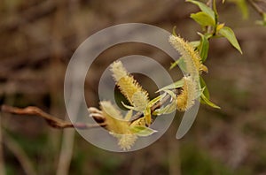 willow branch blooming with leaves on the background of branches