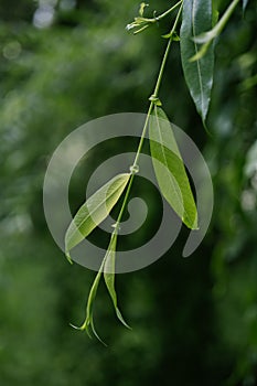 A willow branch on a blurry green background.