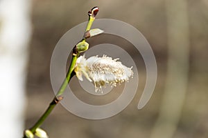 Willow branch with catkin