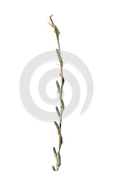 Willow branch with catkin isolated on white