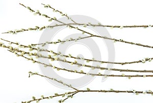 Willow branch with catkin isolated on white flat lay