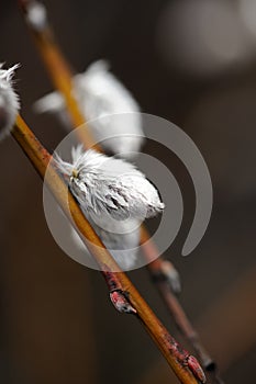 Willow Branch with Catkins