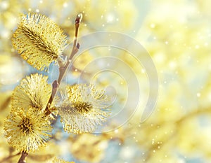 Willow branch with catkins