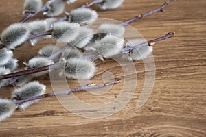 willow branch close-up on medium color wooden background, top view, spring mood