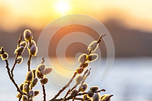 Willow branch with fluffy catkins near the river at sunset with blurred background