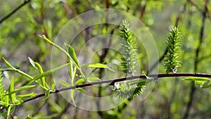 Willow branch with fresh green osier foliage