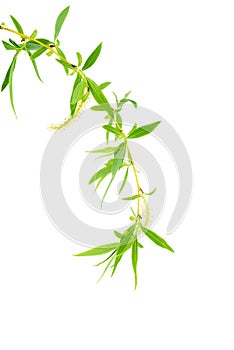 Willow branch with fresh leaves