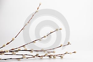 Willow branch with furry willow-catkins isolate on a lighte background. Spring concept, Palm Sunday concept