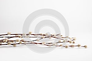 Willow branch with furry willow-catkins isolate on a lighte background. Spring concept, Palm Sunday concept