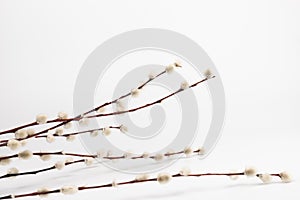 Willow branch with furry willow-catkins isolate on a lighte background. Spring concept, Palm Sunday concept