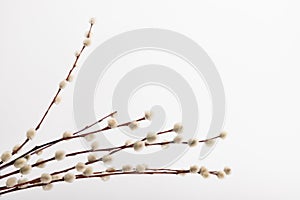 Willow branch with furry willow-catkins isolate on a lighte background. Spring concept, Palm Sunday concept