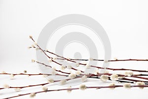 Willow branch with furry willow-catkins isolate on a lighte background. Spring concept, Palm Sunday concept