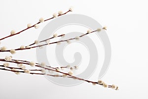 Willow branch with furry willow-catkins isolate on a lighte background. Spring concept, Palm Sunday concept