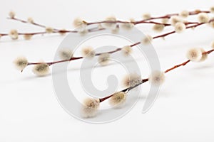 Willow branch with furry willow-catkins isolate on a lighte background. Spring concept, Palm Sunday concept