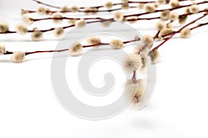 Willow branch with furry willow-catkins isolate on a lighte background. Spring concept, Palm Sunday concept