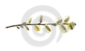 Willow branch with furry willow-catkins isolate on a white background, clipping path, no shadows. Willow twigs goat willow Salix