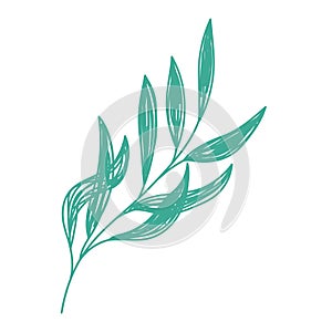 Willow branch. Green leaf sketch. Hand drawn vector illustration. Pen or marker doodle plant