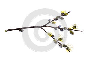 Willow branch isolate on a white background, clipping path, no shadows. Willow cats isolate. Pussy-willow branch, isolated on whit