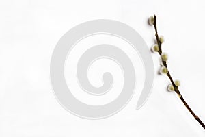 Willow branch isolated on white