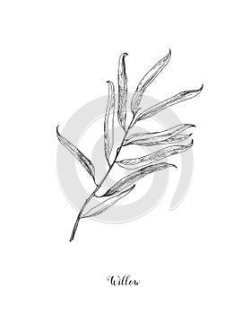 Willow branch line art vector on white background. Willow leaf Botanical Illustration. willow leaf vector illustration