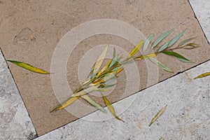 A willow branch, one of the four plant species used in the ritual observance of Sukkot, lies on the ground near the Western Wall