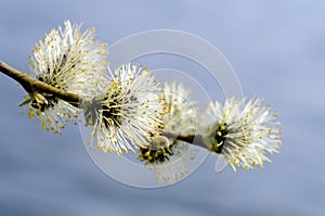 willow branch over water