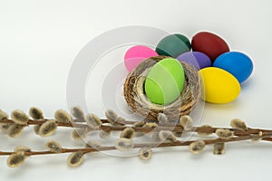 Willow branch and painted easter eggs. white background for easter concepts with space for text