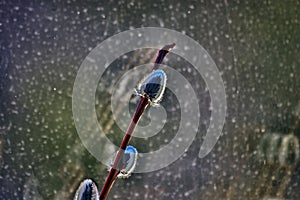 Willow branch in the snow, close-up on a blurred background.