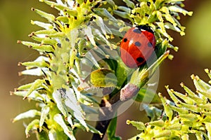 A willow branch with soft fluffy buds and a ladybug