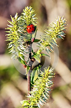 A willow branch with soft fluffy buds and a ladybug