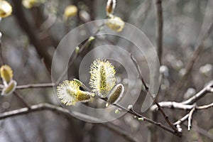 willow branch in spring nature, flowering buds, willow branches, spring background.