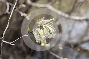 willow branch in spring nature, flowering buds, willow branches, spring background.