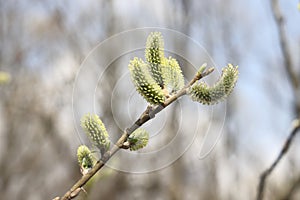 willow branch in spring nature, flowering buds, willow branches, spring background.