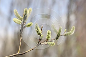 willow branch in spring nature, flowering buds, willow branches, spring background.