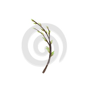 Willow branch watercolor isolated on white background. Hand drawn Easter illustration. Art for design wreath